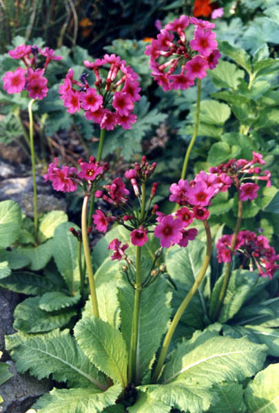Primula burmanica en fleurs dans une prairie humide des montagnes birmanes